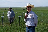 Field day returns to WSU wheat farm