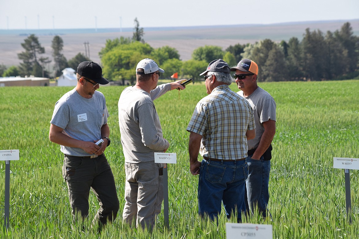 Participants in the 2022 field day at WSU’s Dryland Research Station in Lind stand in the midst of spring wheat trials. Farmers and researchers came from across Eastern Washington to listen to presentations on winter and spring wheat tests, the latest information on wheat diseases affecting the region, oilseed crop rotation alternatives and high-tech herbicide spraying technology.