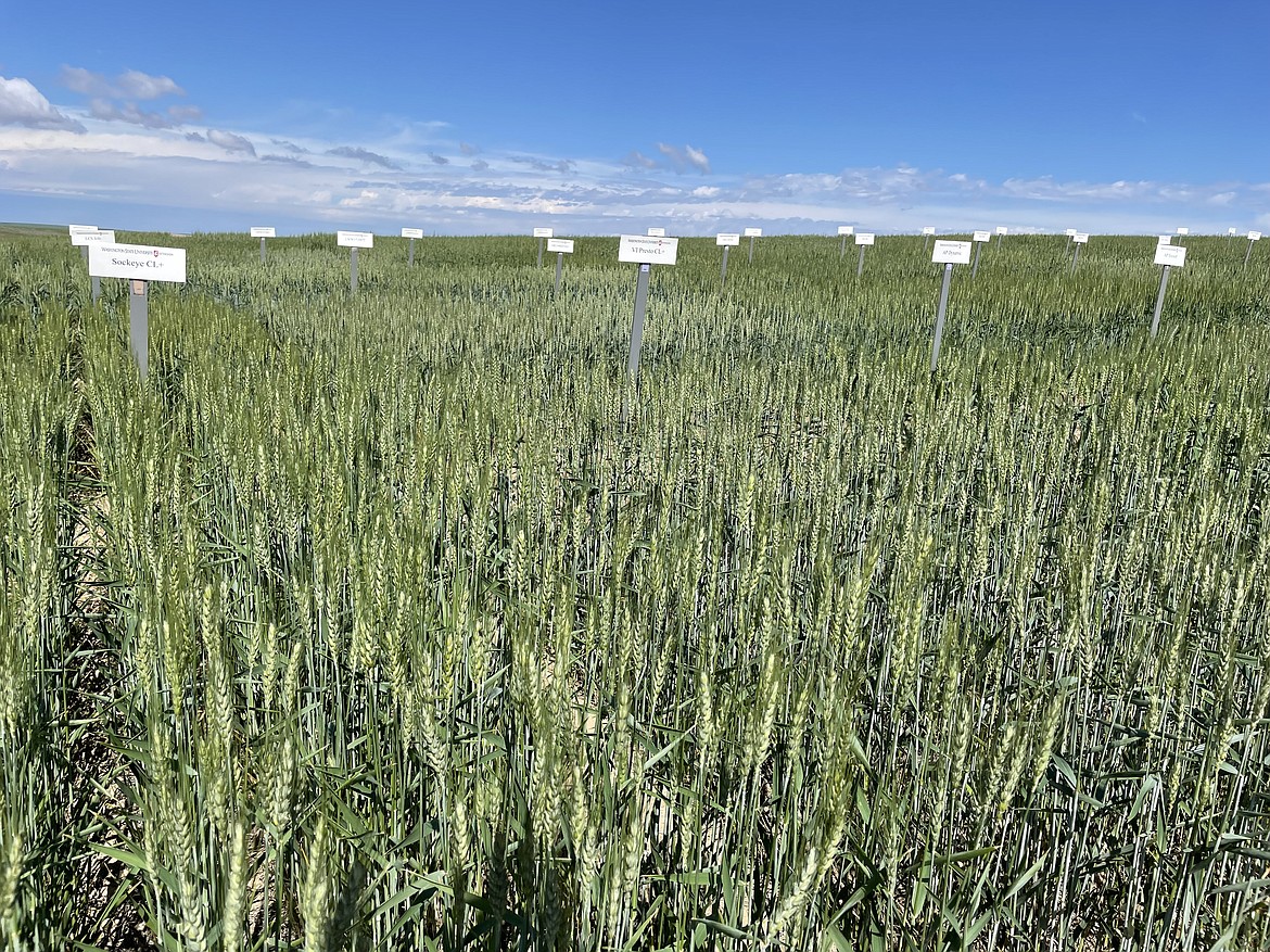 Winter wheat test plots at the Washington State University Dryland Research Station in Lind. Wheat is doing better this year, thanks to ample rain, though late planting and cooler mean it’s about two weeks behind where it would normally be in development.