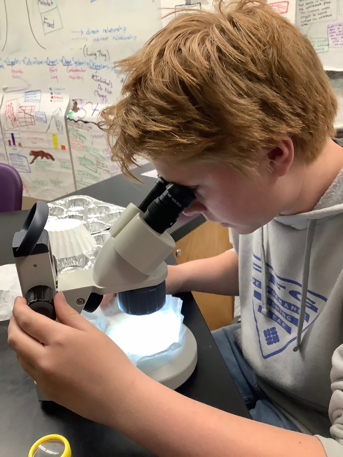Kalispell Middle School Science Club member Sam Syverson looks for microplastic in water samples taken from Foys Lake as part of a research project for the SMART Schools Challenge organized by the Montana Department of Environmental Quality. (Courtesy photo)