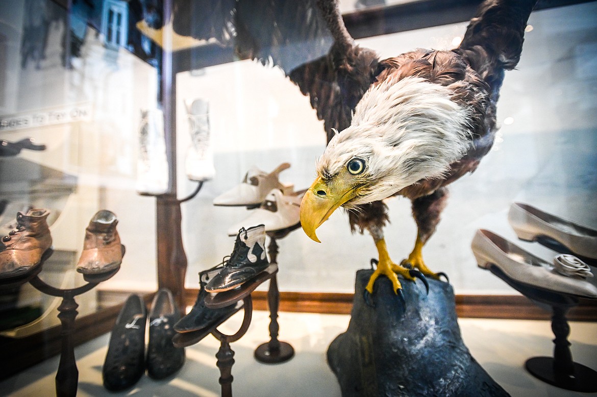 One of the two oldest mounted bald eagles in the world, part of a display about downtown Kalispell's Eagle Shoe Store, at the "Kalispell: Montana's Eden" exhibit at the Northwest Montana History Museum in Kalispell on Thursday, June 23. (Casey Kreider/Daily Inter Lake)
