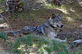 Conservationists call for action on Northwest wolf poaching
