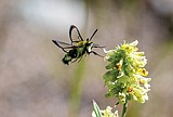 Opinion: Mud and Moths