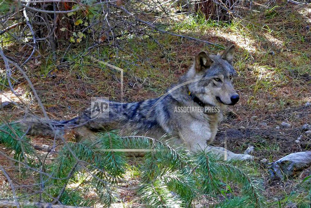 In this undated photo released by the U.S. Fish and Wildlife Service shows a dispersing wolf from the Oregon Pack OR-54. A U.S. agency responsible for killing predators to prevent attacks on livestock will limit where and how it kills wolves in Idaho as well as stop using a cyanide-spraying device that has injured humans until it has completed an extensive environmental study. (U.S. Fish and Wildlife Service via AP, File)