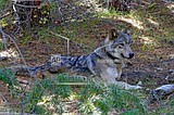 US agency to limit predator killing methods in Idaho