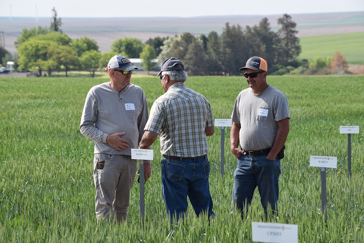 Three attendees discuss wheat farming as they stand in the middle of spring wheat test plots at Washington State University’s Dryland Research Station in Lind. The research station hosted its annual field day for the first time since 2019 on June 16, which was attended by around 250 farmers and scientists from across Eastern Washington.