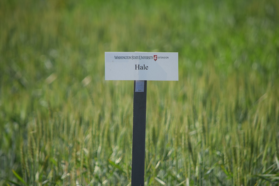 The test plot for Hale, a new variety of spring wheat that elicited a great deal of interest from farmers at the WSU Dryland Research Station in Lind’s field day on June 16.