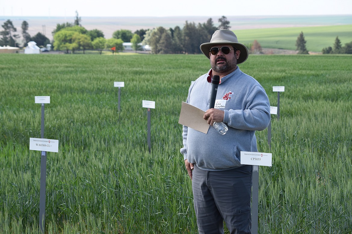 WSU researcher Mike Pumphrey stands in front of a field of spring wheat test plots as he explains the difficulties in designing wheat trials this year given last year’s drought and heat wave when compared to this year’s rain and cooler temperatures. “What do they say about Eastern Washington? If you don’t like the weather, wait 15 minutes,” Pumphrey said.