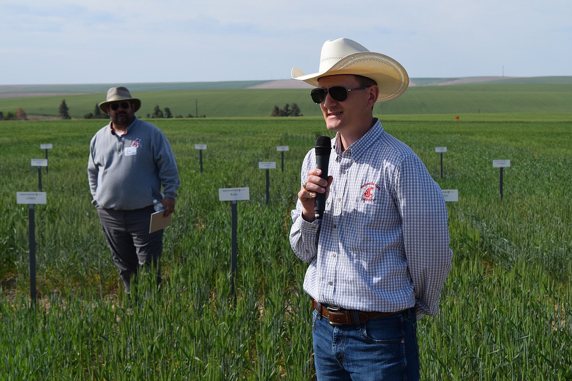 WSU researcher Clark Neely, right, describes this year’s spring wheat research trials while WSU researcher Mike Pumphrey looks on during the WSU Dryland Research Station in Lind’s annual field day on June 16. It was the first field day tour at the research station since 2019, when the event was canceled in response to the COVID-19 pandemic