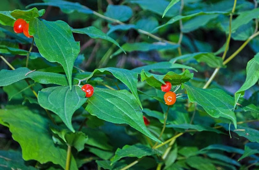 Hooker's Fairybells berries.