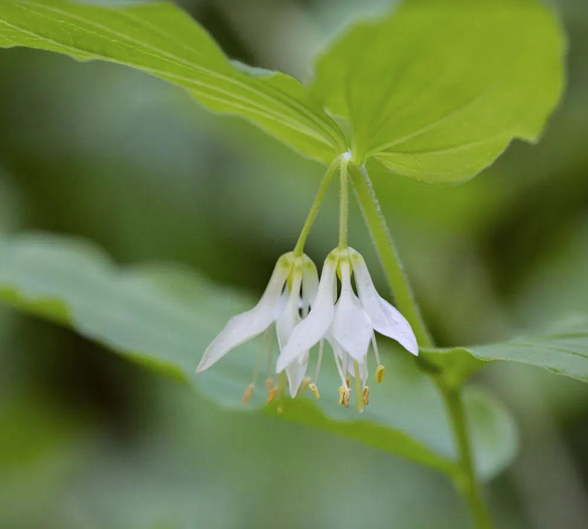 Hooker's Fairybells flowers in bloom.