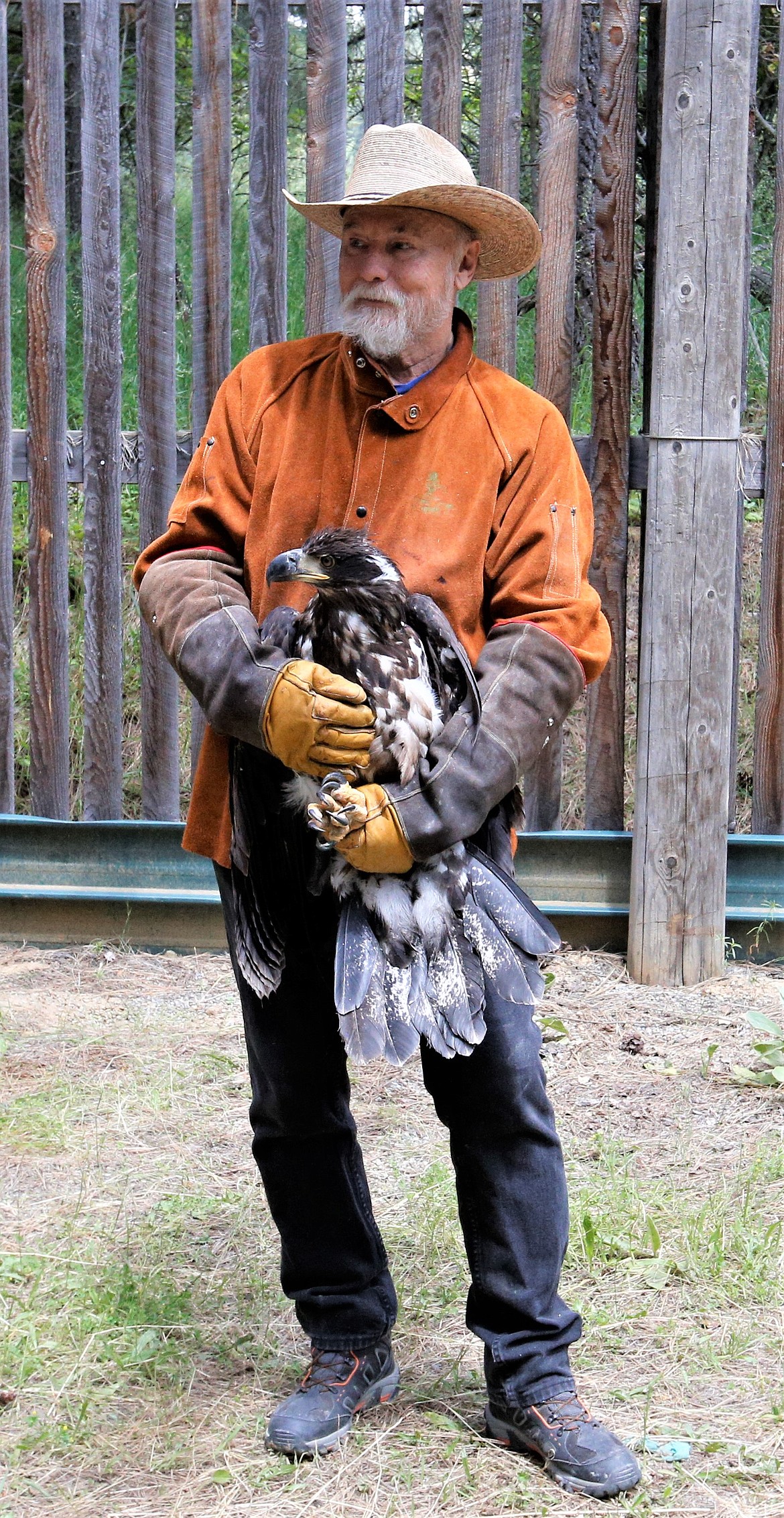 Don Veltkamp holds a bald eagle before letting it go in the aviary at Birds of Prey Northwest on Wednesday.