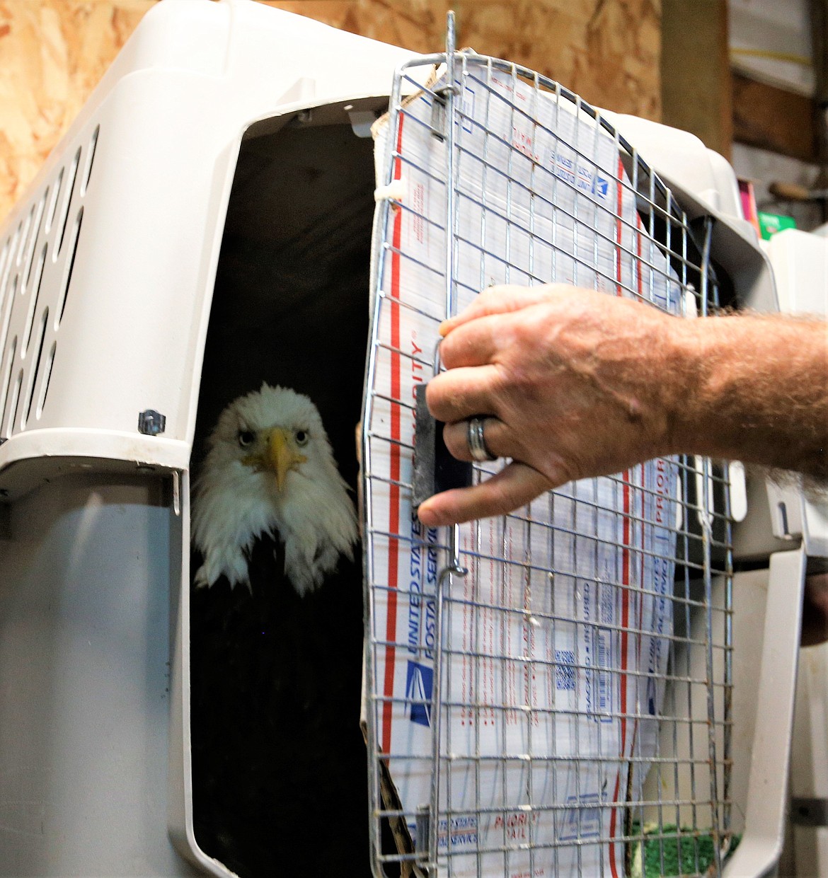 A bald eagle peeks out from its crate at Birds of Prey Northwest on Wednesday. The eagle was injured when it was struck by a car near Oldtown earlier this week.