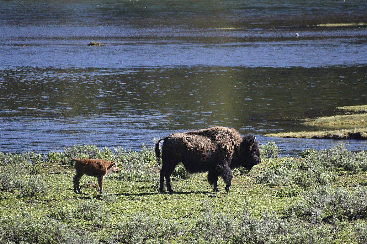 A female bison and calf are seen near the Yellowstone River in Wyoming's Hayden Valley, on Wednesday, June 22, 2022, in Yellowstone National Park. (AP Photo/Matthew Brown)