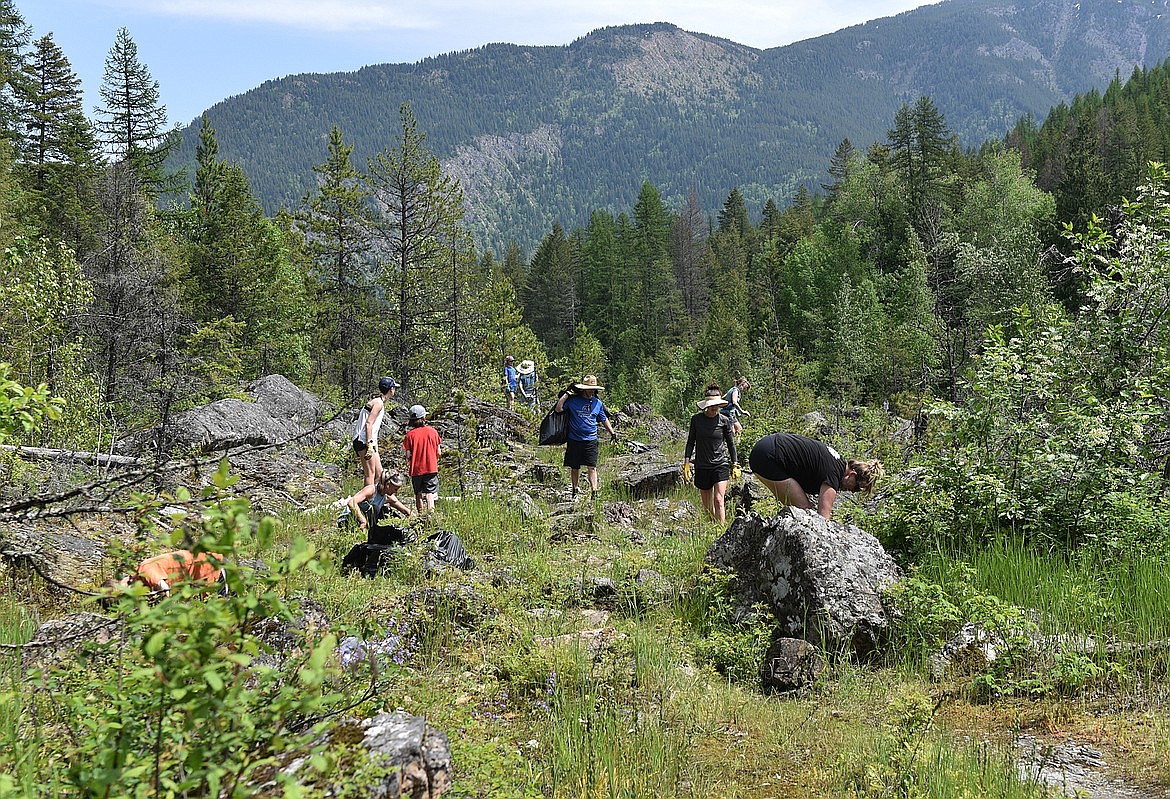 Volunteers pull weeds along the banks of the Middle Fork of the Flathead River during the Weed Rodeo. (Julie Engler/Whitefish Pilot)