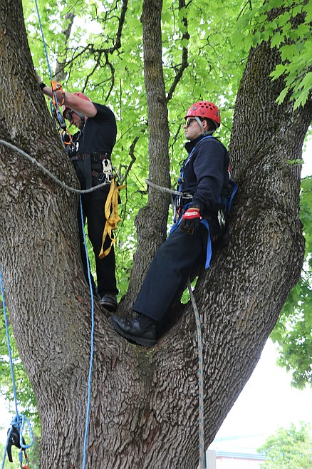 Taking learning to new heights: Students participate in Fleming Tree  Climbing Competition