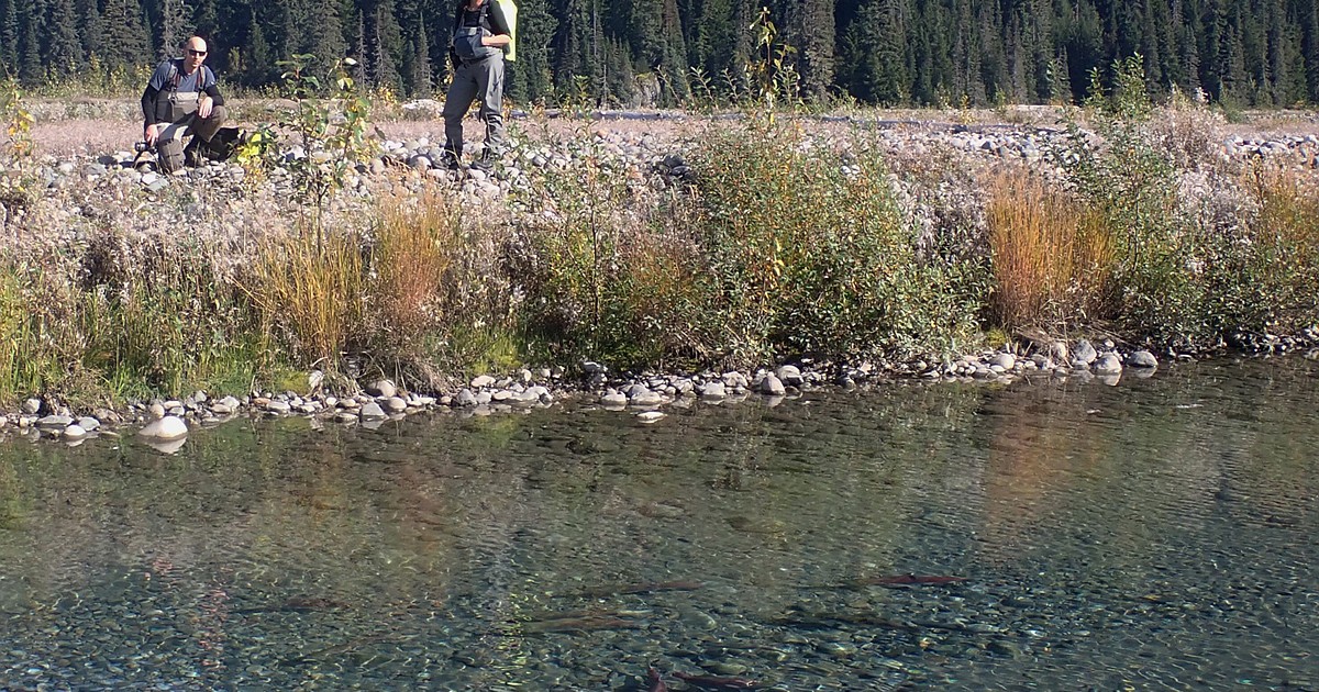 Researchers discuss mine risks to salmon rivers Daily Inter Lake