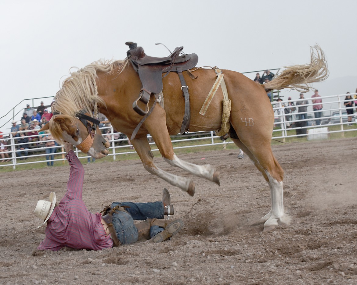 A palomino bronc goes after Jace Samsel of Arlee. (Marla Hall/For the Leader)