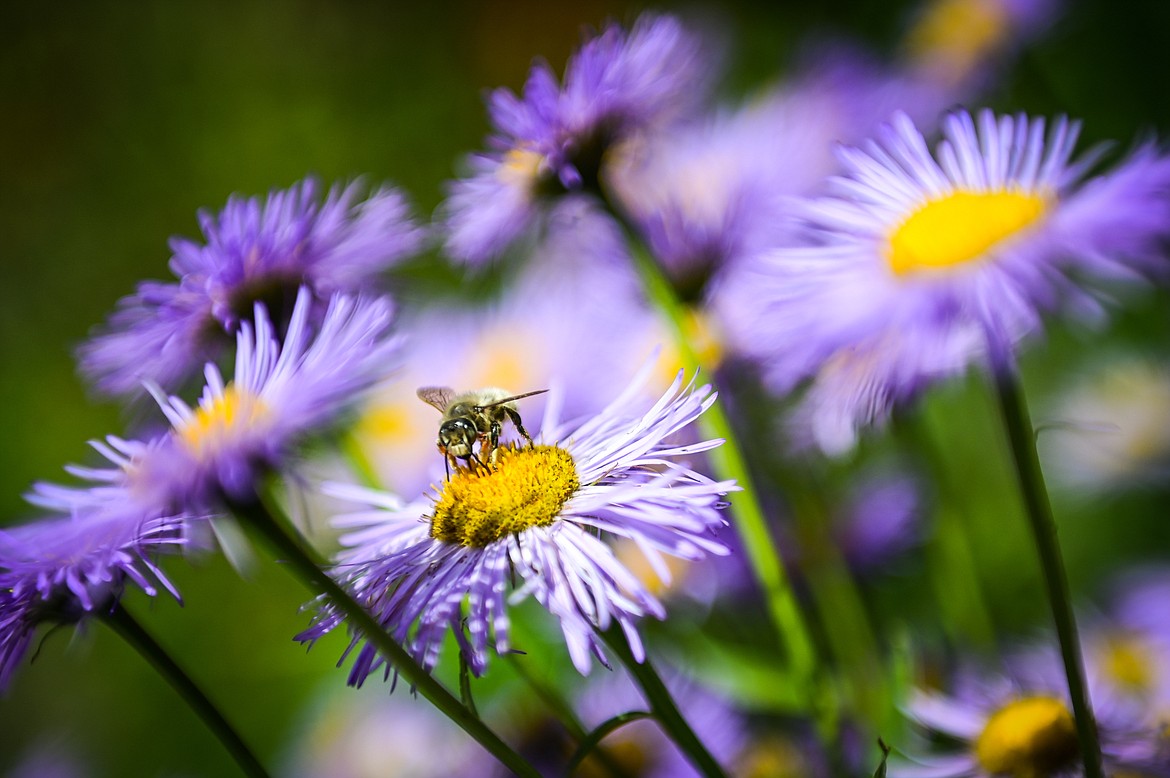 A bee stops to pollinate fleabane flowers in Shannon Freix's backyard rain garden in Kalispell on Wednesday, July 6. (Casey Kreider/Daily Inter Lake)