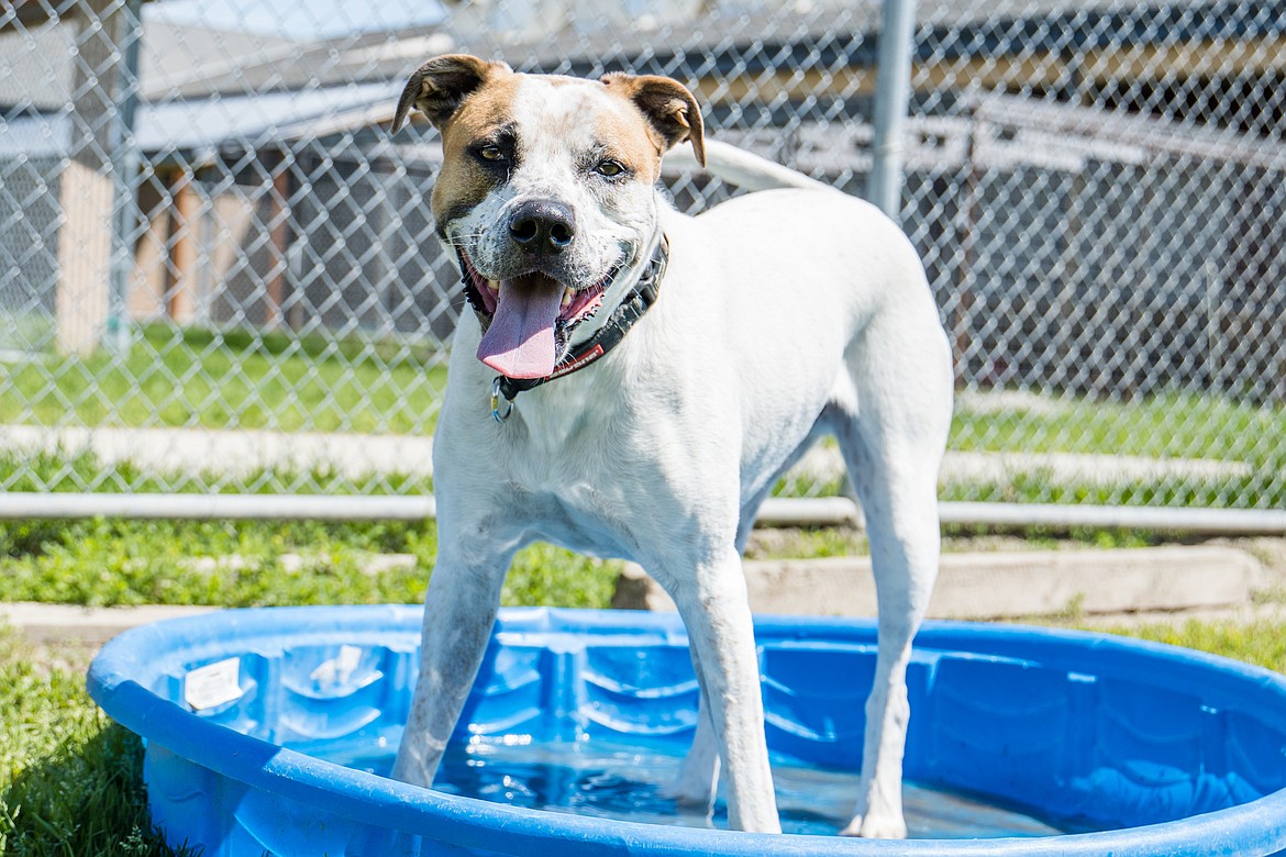 Scout is a 2-year-old dog available for adoption at Better Together Animal Alliance. BTAA is waiving adoption fees July 2-16 to help adult cats and dogs find homes faster