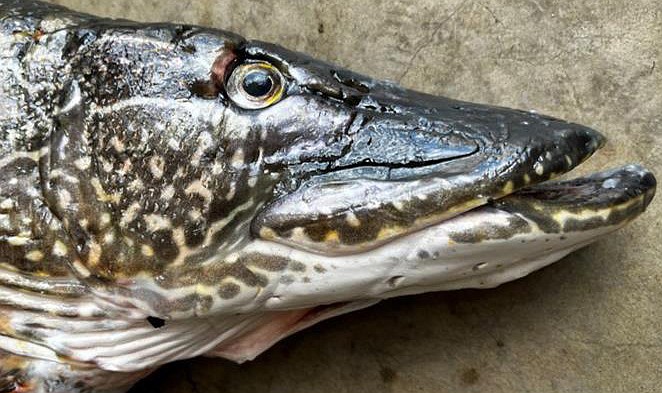 Northern pike threatening two popular fisheries Daily Inter Lake
