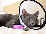 Confidently caring for pets after surgery