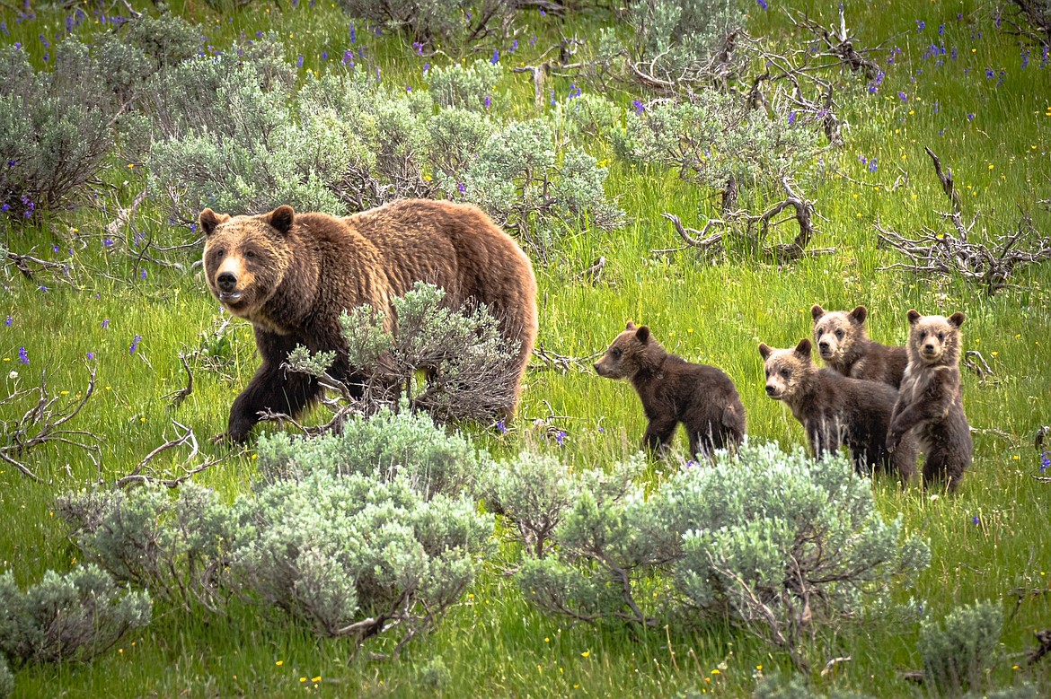 Bear 399 and four cubs. (Dennis Stogsdill photo)