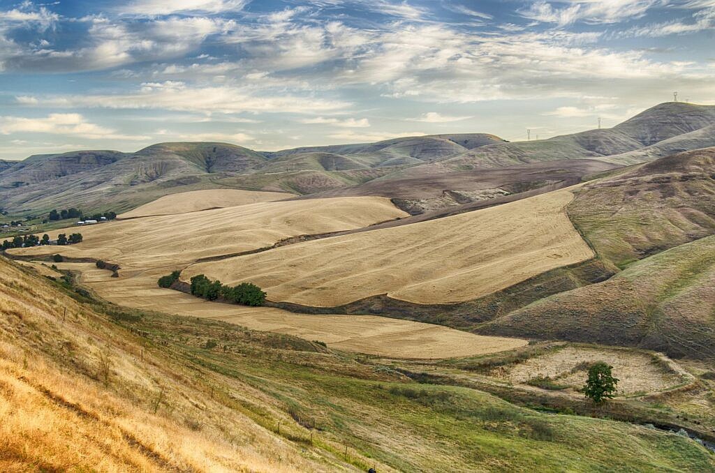 Wheat fields in northern Idaho, near Lewiston. University of Idaho researchers found a correlation between agricultural pesticides and cancer incidences in Idaho and 10 other Western states.