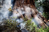 Grove of giant sequoias threatened by California wildfire