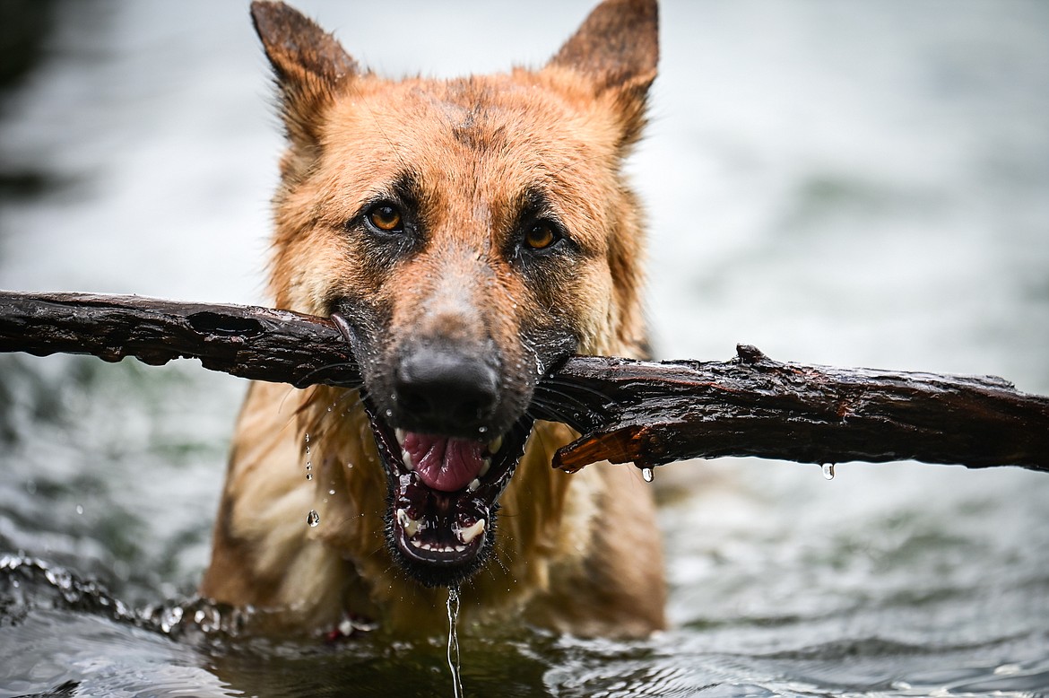 Cai, a German shepherd, returns a stick to his owner Sue Montgomery at Wayfarers State Park in Bigfork on Wednesday, June 29. (Casey Kreider/Daily Inter Lake)