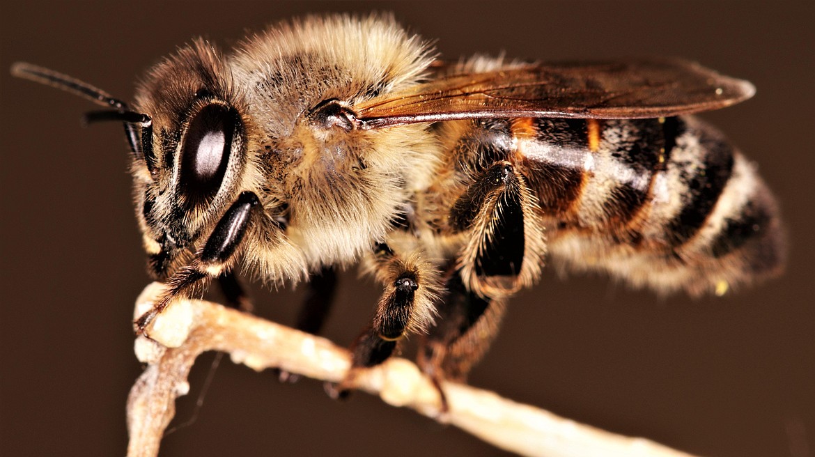 The Seattle Times reports bees face existential threats including habitat loss through agriculture, construction and urban development; pesticides, harmful chemicals; and competition from domesticated honeybees. Add to that list the growing impacts of a warming planet — wildfires, heat waves and drought — and the gravity of the situation lurches into focus. In Washington state understanding the emerging perils faced by native bees could prove vital in their conservation and protection.