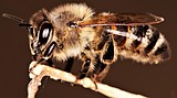 Threatened wild bees get help from Washington researchers