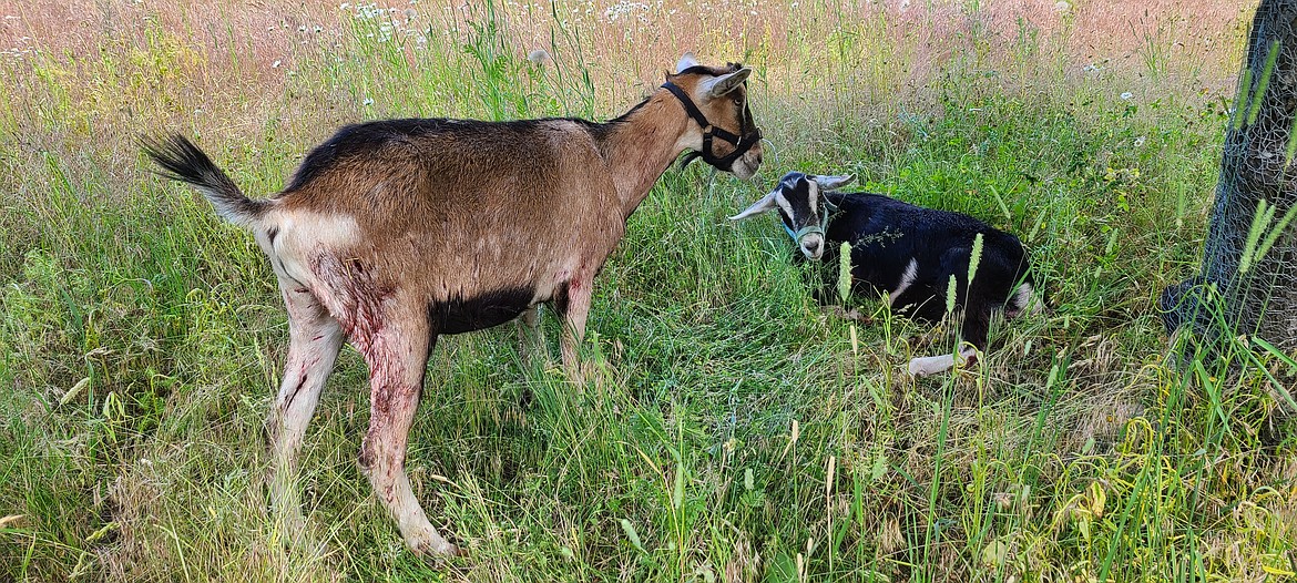 Two goats belonging to a family from Troy are recovering from wounds they received during a wolf attack on Sunday, July 10, 2022. (Courtesy photo)