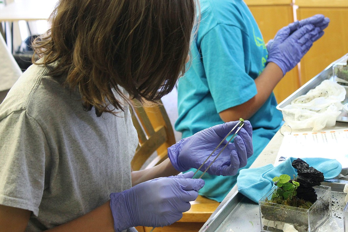 Teens craft their own mini biosphere with live plants, moss, and microfauna at the Bioactive Enclosures workshop at ImagineIF Kalispell. — Photo by Lune Axelsen