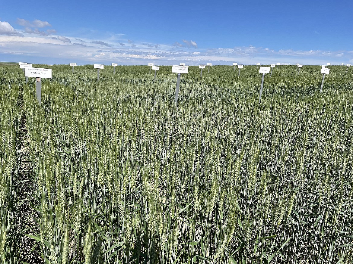 Winter wheat test plots at the Washington State University Dryland Research Station in Lind. Farmers in the Columbia Basin have planted less acreage of Spring Wheat this year than last.