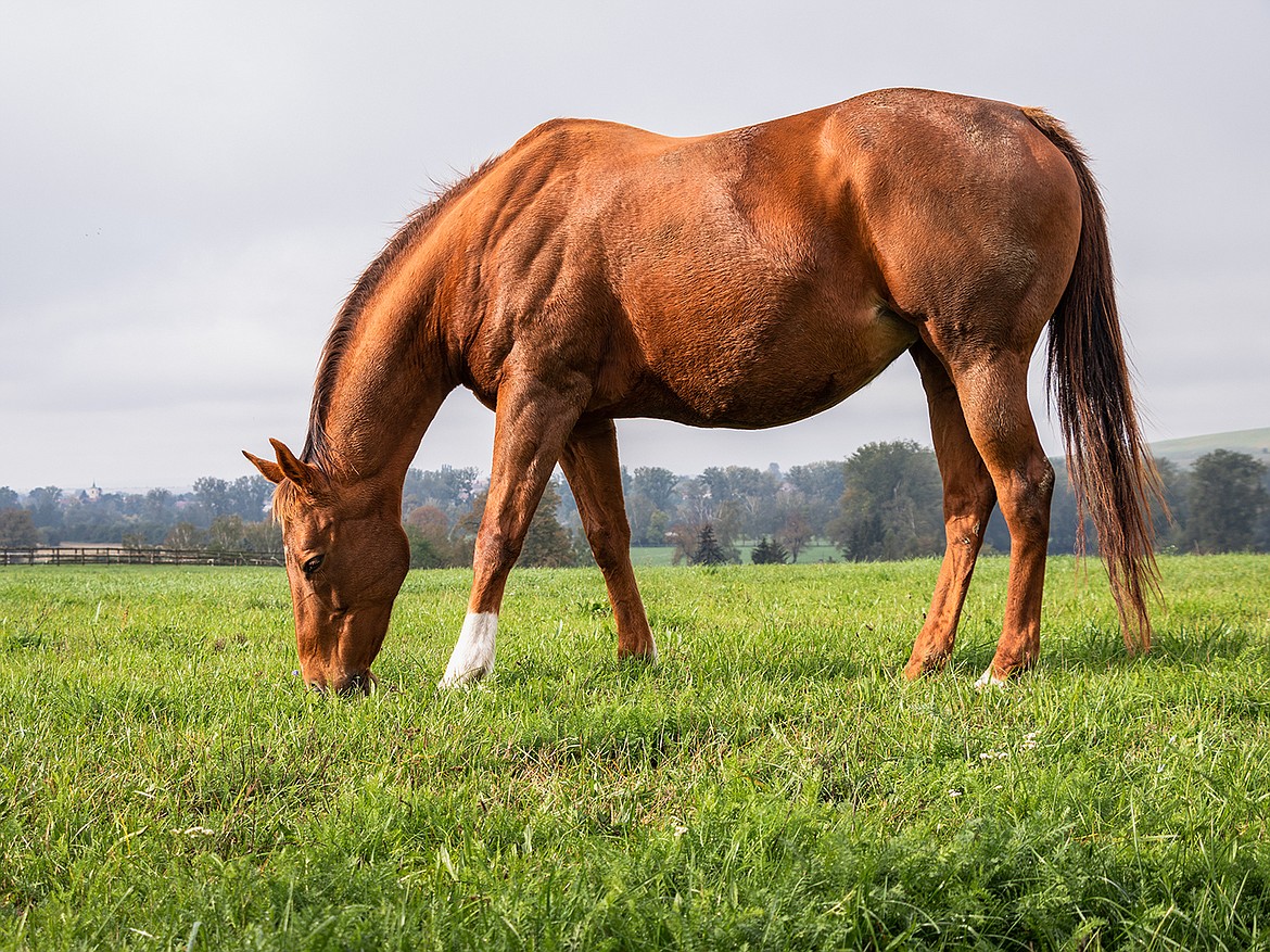 Half or more of all horses will experience Equine Gastric Ulcer Syndrome in their lifetimes, according to veterinarians at Texas A&M University. Being mindful of their diets and watching for symptoms of the issue can help horse lovers take proper care of the condition when it arises.