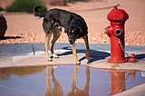 July 25 is National Pet Fire Safety Day