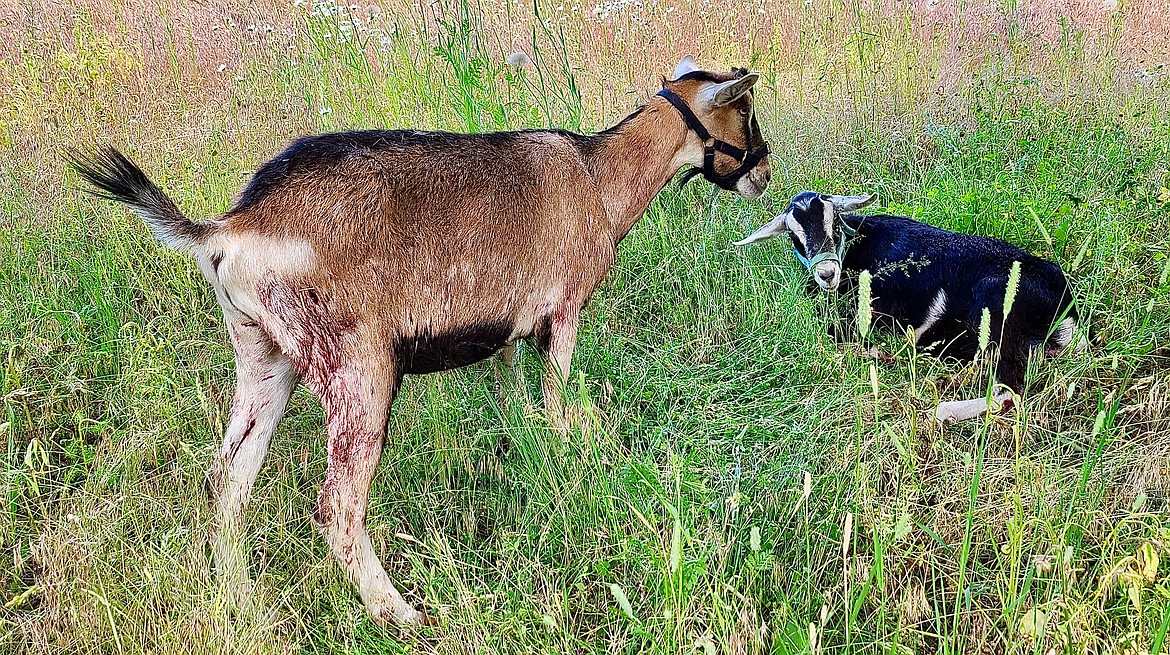Troy man's goats after wolf attack.