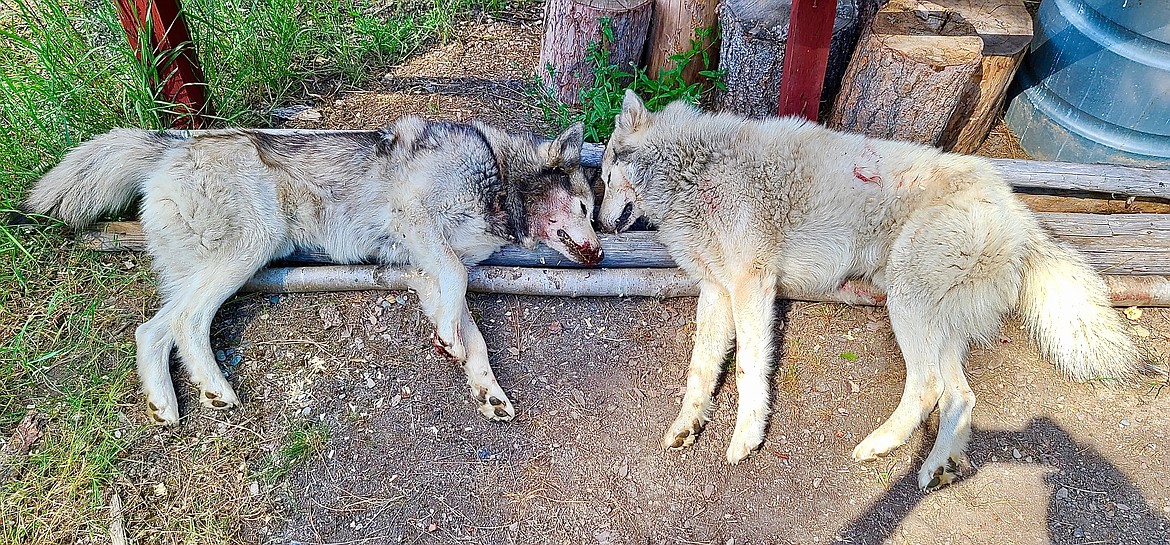 do wolves kill dogs
