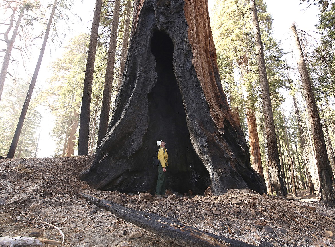 Assistant Fire Manager Leif Mathiesen, of the Sequoia & Kings Canyon Nation Park Fire Service, looks for an opening in the burned-out sequoias from the Redwood Mountain Grove which was devastated by the KNP Complex fires earlier in the year in the Kings Canyon National Park, Calif., on Nov. 19, 2021. Thousands of sequoias have been killed by wildfires in recent years. (AP Photo/Gary Kazanjian, File)