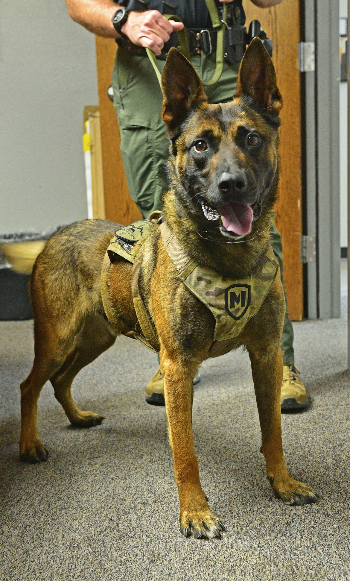 Northwest Regional SWAT Team member, Audie, a five-year-old Malinois/German shepherd mix, is a valuable asset to the team. (Julie Engler/Whitefish Pilot)