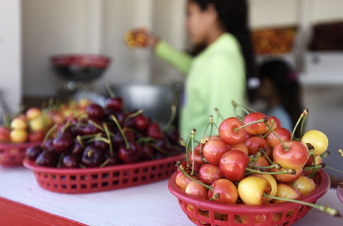 Flathead Lake cherry harvest ‘just around the corner’ Bigfork Eagle
