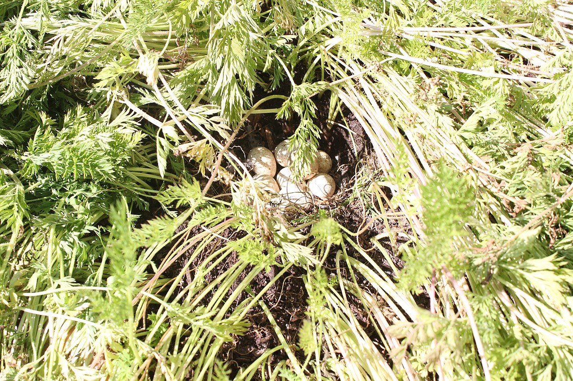 A thick clump of carrot tops masks this nest of quail eggs. Mama quail flew off when Tamara Wallace pulled the greenery aside, but she’ll be back, Wallace said.