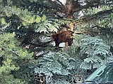 Two bears killed after getting into trash