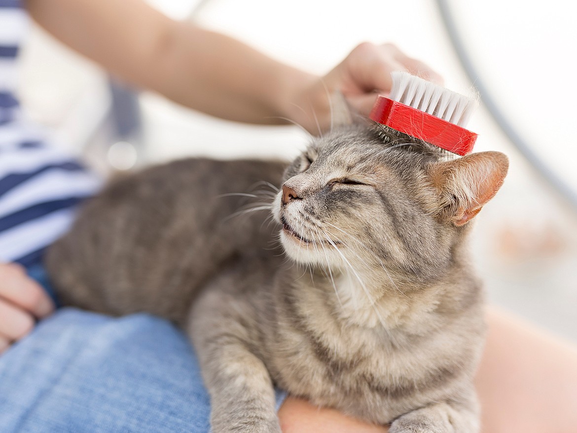 Grooming a cat is about more than just apperance - it's about health.