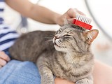 Regular grooming can keep your cat 'feline' fine