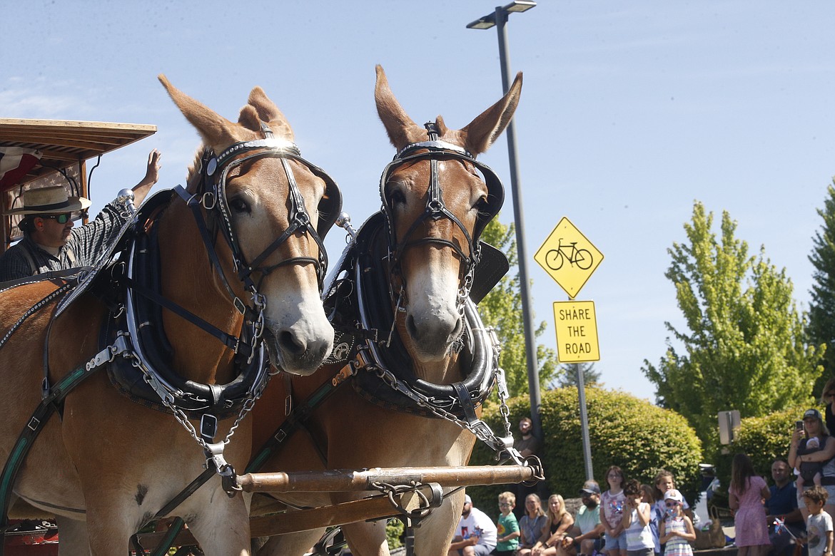 Mules Patsy and Pearl drew a carriage along the parade route. KAYE THORNBRUGH/Press