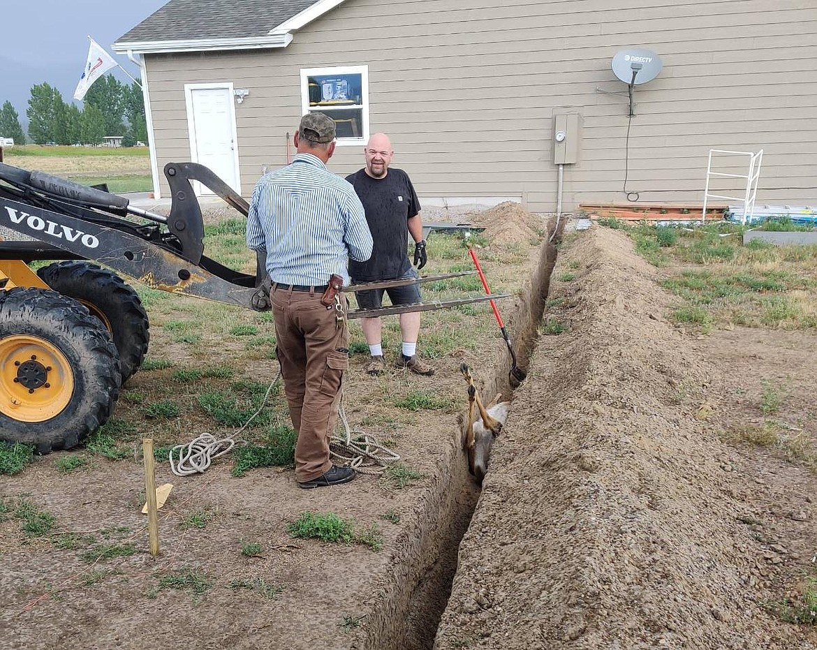 Neighbors Robyn Largent, left, and Rick Nickolaus work to lift a deer out of a utility trench it had fallen into near their Plains area home. The deer survived confinement and bounded off after the men used a tractor to lift it out of the trench. (Rachael Largent photo)