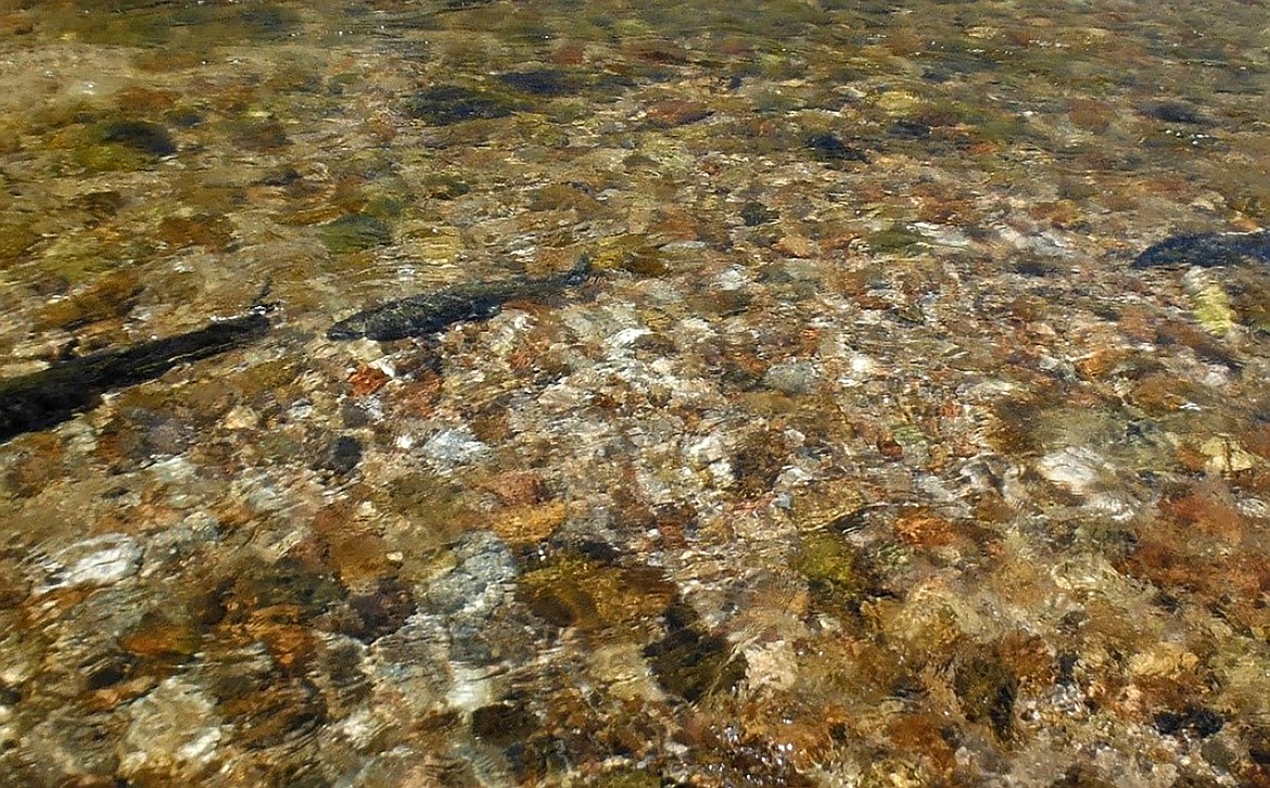 Three chinook salmon are pictured on a redd.