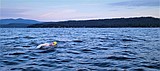 Swimmer goes length of Lake Coeur d'Alene